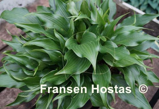 Hosta Tongue Twister